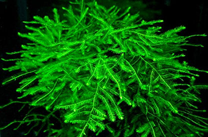 Java Moss - Beautiful Live Aquarium Plant, Great for Betta, Guppy, Cherry Shrimp, Barbs, Platys etc etc! Instantly Beautify Your Tank with This Stunning Live Plant! BUY2GET1