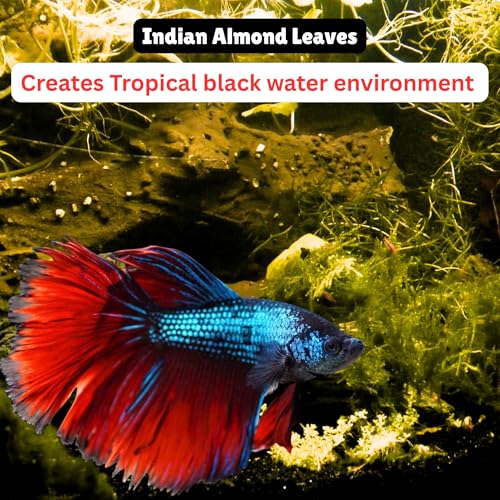 80 Pcs Dried Indian Almond Catappa Ketapang Leaves 4" – Natural Leaf Litter for Betta, Goldfish, Guppy, Tetras & Frogs, Aquarium Botanicals for Fish Tanks, Aquascaping & Terrariums