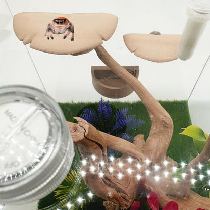 2 Pack Jumping Spider Accessories Mushroom Ledges & 1 Pack Water Bowl with Magnets for Spoods Jumping Spiders Magnetic Ledge Ladder Pet Spider Accessories (Not Included The Terrarium) (beige) - color: beige