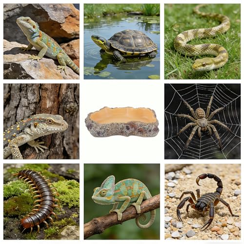 Reptile Food Dish, Terrarium Water Bowl, Feeding Bowl for Reptile Amphibian Pets - size: X-Small