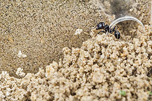 Anthouse.ES - Natural Sand Ant Farm - Acrylic Starter Kit 20x10x10 cm - Sand, Pipette, and Water Dispenser Included - Easy Installation - color: Clear