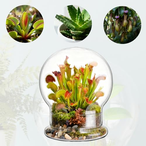 2 Pack Round Glass Cloche Domes with Air Hole and Base, 4.6 X 6.6 Inches Clear Terrarium Planter, Cloche Planters, Terrarium Bell Jar, Humidity Dome for Plants, Borosilicate Glass