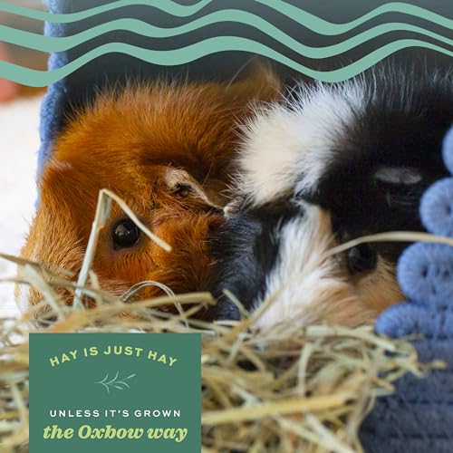 Oxbow Orchard Grass Hay, Rabbit & Guinea Pig Hay, High Fiber for Digestive Health, Grown in the USA, Veterinarian Recommended Small Pet Supplies, for Rabbits, Guinea Pigs, & Chinchillas, 15 oz. | Hand-Sorted, De-Dusted, Oxbow Orchard Grass Hay, Bunny Hay