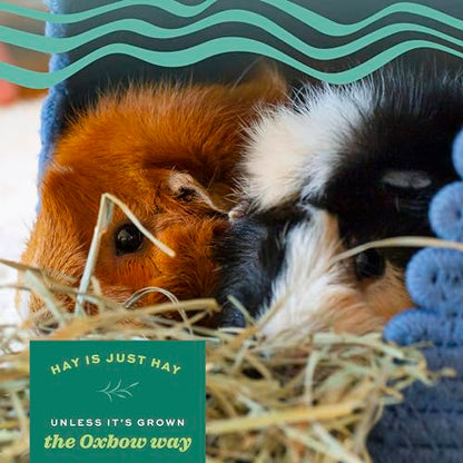 Oxbow Orchard Grass Hay, Rabbit & Guinea Pig Hay, High Fiber for Digestive Health, Grown in the USA, Veterinarian Recommended Small Pet Supplies, for Rabbits, Guinea Pigs, & Chinchillas, 15 oz. | Hand-Sorted, De-Dusted, Oxbow Orchard Grass Hay, Bunny Hay