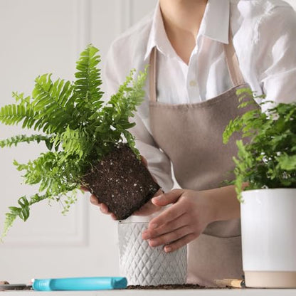 Doter Potting Soil Mix for Fern 10qt, Custom Hand Blended Mixture Suitable for Indoor/Outdoor Potted Fern Plant - size: 10qt
