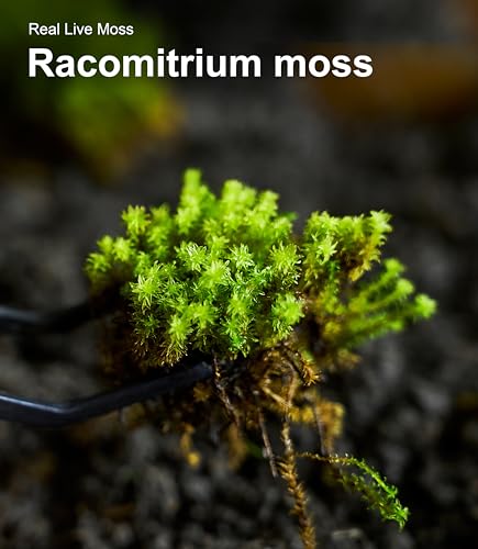 Live Moss 4-Pack for Terrariums,Potted Plants & Floral Decor | Random Varieties, Easy to Revive, Dye-Free, Mixed Green Texture, Bonsai, Potted Plants, Miniature Landscapes, Plant Displays