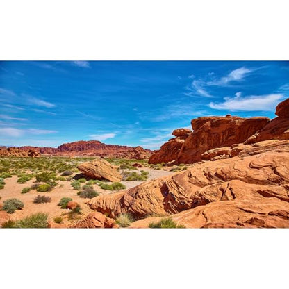 Terrarium Background Red Rocks Reptile Terrarium Background Reptile Tank Background Desert Rocky Bush Thorns Wilderness Reptile Habitat Background Bearded Dragon Tank Aquarium Background 24x12in - color: Oasis Brown, size: 24(W)x12(H)inches/ 60(W)*30cm(H)