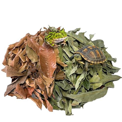 120PCS Dry Longan Leaf Litter for Reptile,Natural Turtle Longan Leaf Litter,Isopod Live Leave Terrarium Substrate Bedding,Tortoise Tank Leaves Decor for Snake,Gecko,Spider,Betta Fish (120PCS)