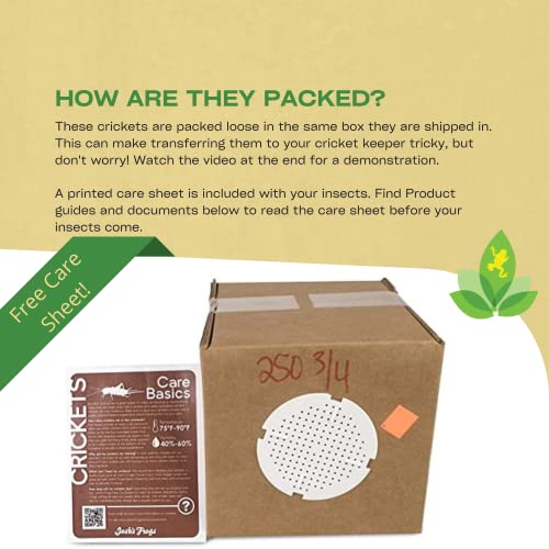 Josh's Frogs 3/4" Banded Feeder Crickets for Pets (250 Count) | Long Storage Protein Food Crickets, Healthy Active Prey for Leopard Geckos, Bearded Dragons, Tree Frogs, Frogs, Birds, Bats