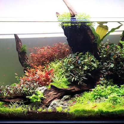 Ultum Nature Systems Driftwood - Malaysian Drift Wood for Fish Tank, Planted Tank, Terriarium, Paludarium - Versatile Natural Driftwood Decor, Events Wood Centerpiece - Malaysian, M 12-16", 5 Pack - size: 12-16" 5-Pack