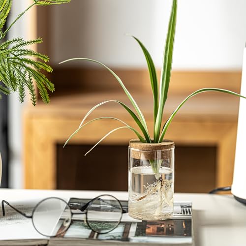 Glass Plant Propagation Station Set of 6, Modern Desktop Flower Vase for Succulent Cuttings, Home Office Decoration, Ideal Housewarming Gift for Living Room, Bedroom