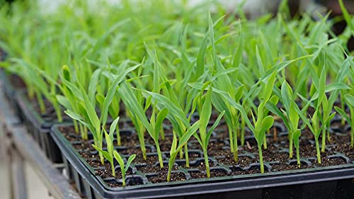 Gardzen 5 Pack Seed Starter Trays with Vented Domes 350 Cell | Smiling Face Plant Germination Kit with Humidity Domes and Bases, 18"x14" Tray for Starting Seeds - size: 70-Cell Black Eyes 5-Pack