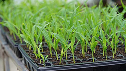 Gardzen 5 Pack Seed Starter Trays with Vented Domes 350 Cell | Smiling Face Plant Germination Kit with Humidity Domes and Bases, 18"x14" Tray for Starting Seeds - size: 70-Cell Black Eyes 5-Pack