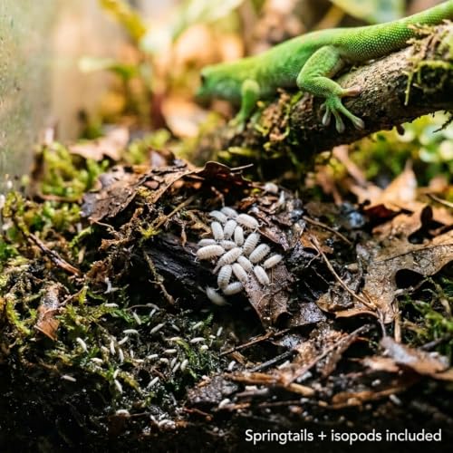 Day Gecko Bioactive Kit - 17qt Premium Bioactive Substrate + 2qt Leaf Litter + 2qt Sphagnum + Charcoal Iso-Flats Hide + 3oz Calcium + 25 Dwarf White Isopods + 8oz Tropical Springtails