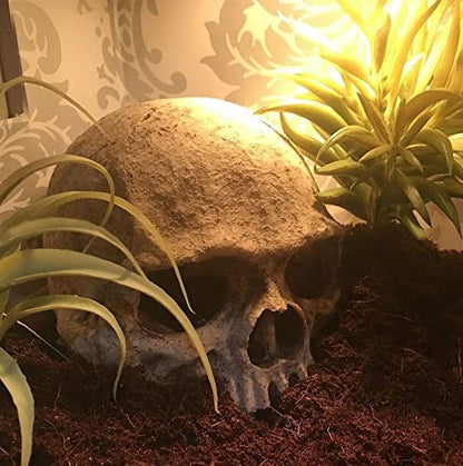AWXZOM Desert Reptile Skull Fish Tank Decorations - Bearded Dragon Accessories, Snake Tank Decor (Human + Dinosaur)