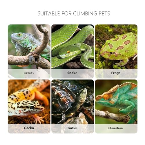 Reptiles Safe Feeding Tongs Clear Creature Catcher for Gentle Handling Ergonomic Grip Easy Maintenances Tool Creature Captures Tool - color: Black, size: I
