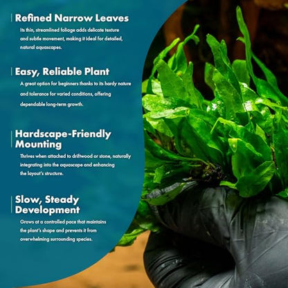 Java Fern Live Aquarium Plants - Potted Freshwater Plant for Fish Tanks - Beginner Friendly, Low Light (Narrow Mini, 3 Pots) - color: Narrow Mini, size: Pot - 3 Count