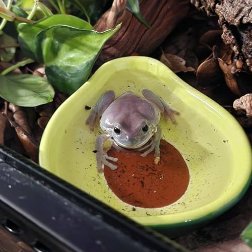 JSLZF Tree Frog Habitat Frog Water Bowl Dish Bathtub Tank Accessories Terrarium Decor Ceramic Aquarium Decoration Sturdy and Not Easy to Knock Over (2 PCS)