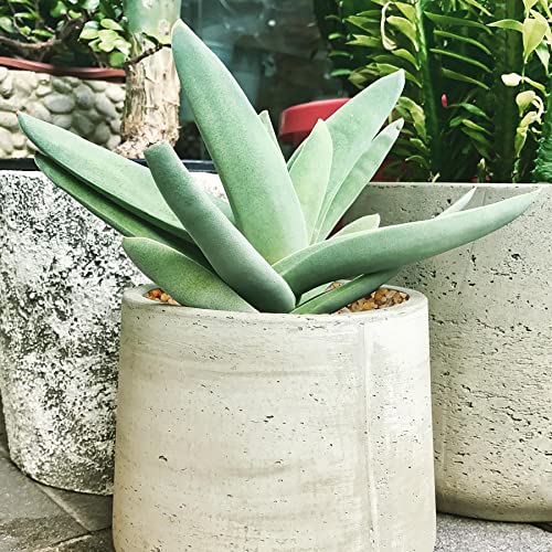 10lbs Coarse Sand Stone for Decorative Rocks, Soil Cover Bonsai, Succulent, Terrarium, Cactus, Aquarium, Garden, DIY, Natural Sand Top Dressing