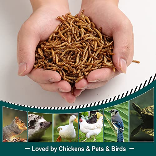 11LB Non-GMO Dried Mealworms, 100% Natural Large Size No Moisture, Mealworms for Chickens, Birds, Hedgehog, Hamster, Fish, Reptile, Turtles - size: 11 Pound (Pack of 1)