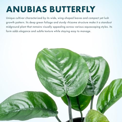 Anubias Live Aquarium Plants - Potted Freshwater Plant for Fish Tanks, Terrariums - Beginner Friendly Low Light (Barteri Butterfly, 3 Pots) - color: Barteri Butterfly, size: 3 Pots