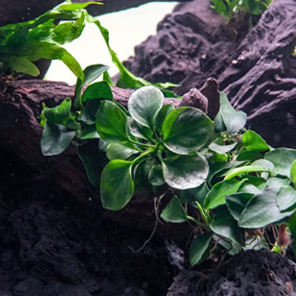 Anubias Live Aquarium Plants - Potted Freshwater Plant for Fish Tanks, Terrariums - Beginner Friendly Low Light (Barteri Round Leaf, 3 Pots) - color: Golden Coin, size: 3 Pots