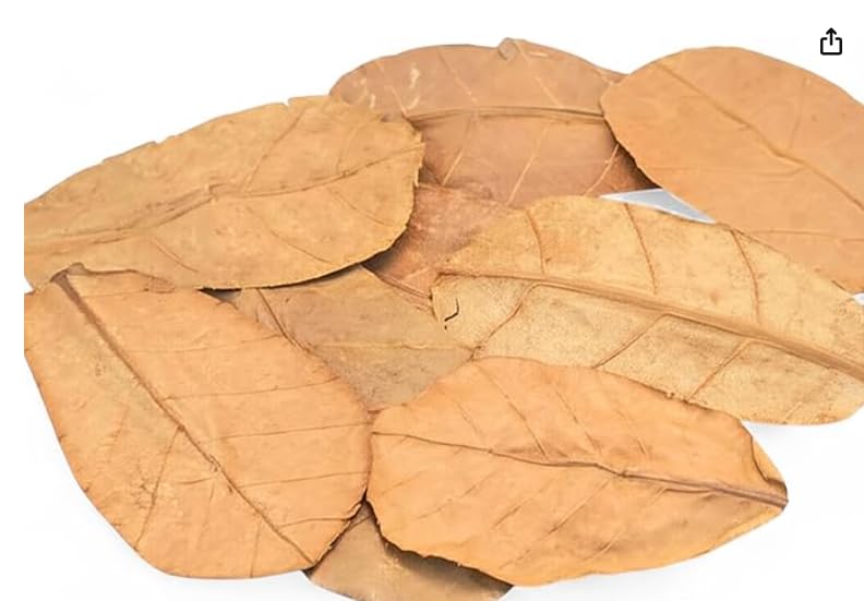 Frog Tank Accessories – 100 Pcs 3" Indian Almond Catappa Leaves, Natural Leaf Litter for Tree Frogs, Bioactive Terrarium Accessories, Amphibian Habitat Decor
