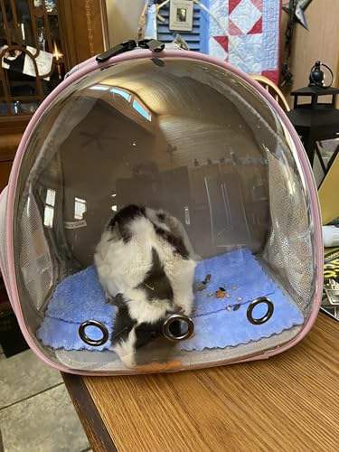Hamster Backpack Carrier, Bearded Dragon Carrier Backpack with Clear Bubble Window,Small Animal Travel Backpack for Sugar Glider Hedgehog Rat Parrot, Airline Approved (Blue, Backpack) - color: Blue