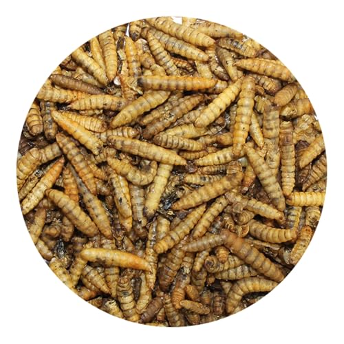 Exotic Nutrition 60 LB Bulk Dried Black Soldier Fly Larvae - High-Calcium Insect Treat - Chickens, Wild Birds, Bluebirds - size: 60 Pound (Pack of 1)
