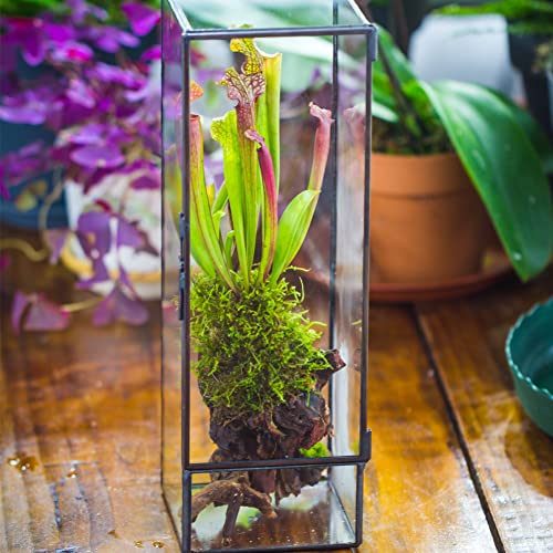 NCYP Closed Glass Terrarium with Door - 3.9x3.9x11.8 Inches Rectangular Tall Planter Box for Fern, Succulent Plants, Home Garden Tabletop Decor, Handmade (Terrarium Only) - size: 3.9x3.9x11.8 inches