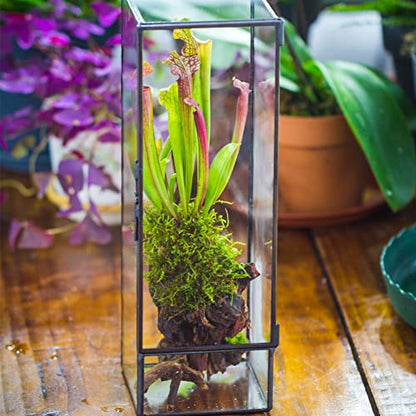 NCYP Closed Glass Terrarium with Door - 3.9x3.9x11.8 Inches Rectangular Tall Planter Box for Fern, Succulent Plants, Home Garden Tabletop Decor, Handmade (Terrarium Only) - size: 3.9x3.9x11.8 inches