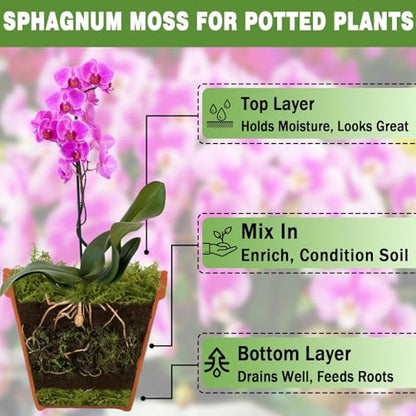 Sphagnum Moss 1.1 LB Long Fiber Green Forest Moss | Ideal for Repotting Orchids, succulents, and Indoor Plants Natural Sphagnum Retains Moisture, Improves Root Aeration - size: 1.1 LB