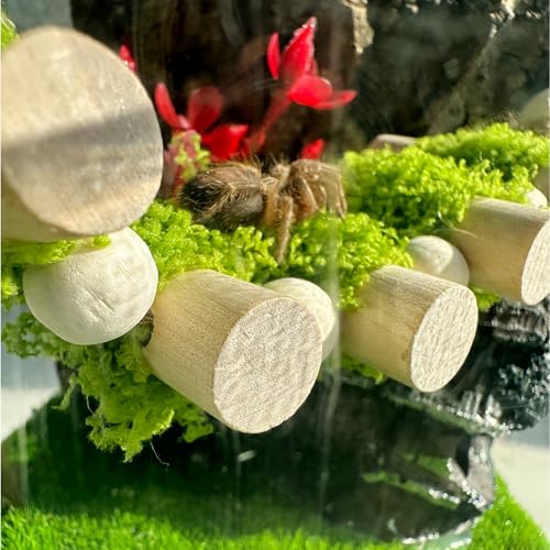 Jumping Spider Rope Bridge,Handmade Solid Wood Suspension Bridge with 2 Green Spider Webs, Decorative Accessory for Small Reptile Enclosures, Ideal for Jumping Spider Habitats
