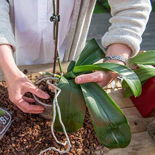 Doter Organic Orchid Potting Bark 1 QT, Featured Chunks Bark Garden Soil Amendment Mix for Proper Root Development of Phalaenopsis, Cattleyas and More