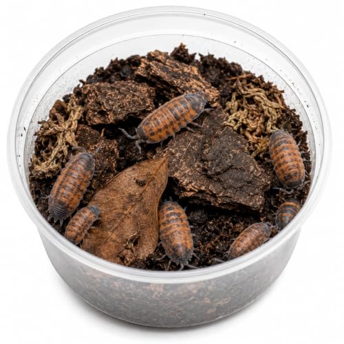 10 Porcellio scaber Lava | Live Isopods Bioactive Cleanup Crew | Live Arrival Nationwide!