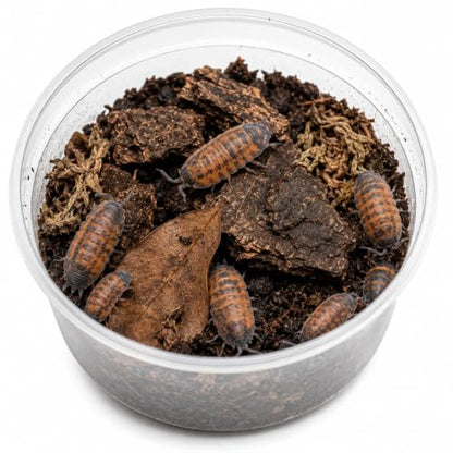 10 Porcellio scaber Lava | Live Isopods Bioactive Cleanup Crew | Live Arrival Nationwide!