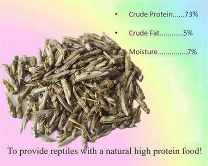 Classic Flock 2oz Freeze-Dried Grasshoppers, High Protein Reptile Food | Rich in essential amino acids, freeze-dried to lock nutrients, suitable treat for all small exotic pets & Amphibian