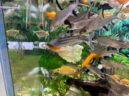 Waterproof Magnetic Seaweed Clip for Saltwater Fish Feeding nori Clip Aquariums Magnet Veggie Feeder Plant clamp Fish Accessories—Patented Product (1pcs Magnetic Veggie Clip) - size: 1pcs magnetic veggie clip