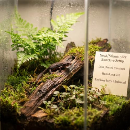Newt/Salamander Bioactive Kit - 14qt Premium Bioactive Substrate + 4qt Leaf Litter + 4qt Sphagnum + Charcoal Iso-Flats Hide + 25 Dwarf Purple Isopods + 8oz Temperate Springtails