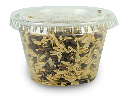 Josh's Frogs House Fly Pupae (50 Count) | Hatch Flying Feeders for Chameleons, Anoles, Jumping Spiders, Mantids, and More - size: 1 Count (Pack of 50)