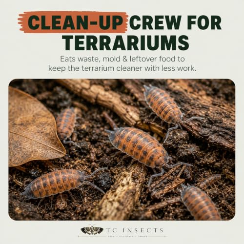 10 Porcellio scaber Lava | Live Isopods Bioactive Cleanup Crew | Live Arrival Nationwide!