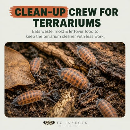 10 Porcellio scaber Lava | Live Isopods Bioactive Cleanup Crew | Live Arrival Nationwide!