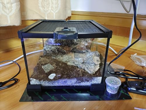 AWXZOM Mini Reptile Glass Terrarium Tank, cage for Tarantula Sling Geckos, Frog, Lizards, Chameleons,Turtles Snake Snail Insect Hermit Crab Isopods Reptiles Enclosure (7.9x7.9x5.7inch) - size: 7.9x7.9x5.7inch