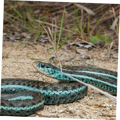 Stainless Steel Retractable Reptile Hook Professional Snake Catcher Tool for Safe Handling of Reptiles Lightweight and Portable for Snake Enthusiasts and Outdoor Adventures