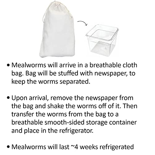 Mealworm Breeder Kit (Basic) - Breed Live Feeder Worms for Hedgehogs, Sugar Gliders, Reptiles, Wild Birds, Chickens, Lizards, Bearded Dragon, Skunks, Opossum, Fish, Turtles, Tortoises, Geckos