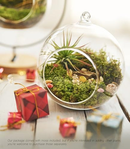 DIY Terrarium Kit with Live Moss, 15-Piece Glass Globe Set | Complete DIY Experience, Beginner Friendly, Wooden Display Stand, Gift-Ready Set, Indoor Nature Decor, Easy Assembly