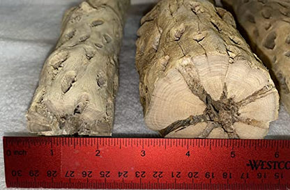 Awesome Aquatic XL Cholla Wood Tubes, Teddy Cane, 12" x 2–3" | XL Hideouts • Hollow tubes • Natural biofilm surface • Secure hideouts • Shrimp plecos hermit crabs reptiles • Natural décor - size: XL 12 in x 2-3 in Diameter