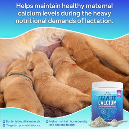 Seaweed Calcium Powder for Dogs and Cats - Vet Recommended Calcium Supplement for Dogs with 72 Trace Minerals, Wild Icelandic Marine Algae for Strong Bones, Teeth, Joints and Muscles, 14oz