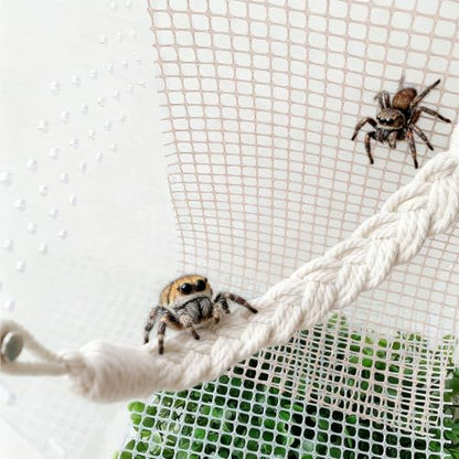 Jumping Spider Enclosure Accessories, Climbing Net & Fence for Reptiles | Spider Terrarium Decor,Jumping Spider Suspension Bridge,for Small Reptile Spoods Jumping Spider Habitat Accessories Set.