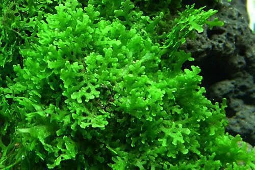 Live Aquarium Plants on Driftwood, Lava Rock, Moss, Fiber Mat - Freshwater Fish Tanks - Easy, Beginner Friendly (Mini Pellia on Stainless Steel Mesh, (1 Pack)) - color: Mini Pellia - Stainless Steel, size: 1 Pack